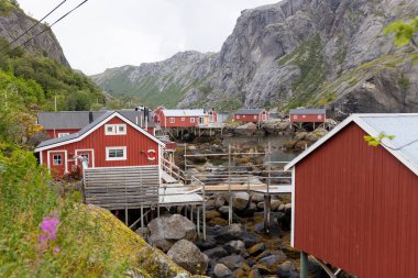 Yağmurlu bir yaz gününde, Lofoten Nusfjord köyündeki tipik Rourbuer balıkçı kulübeleri. Geleneksel Norveç kırmızı ahşap evi