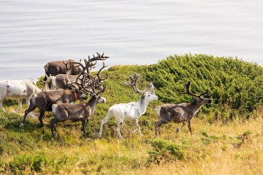 Norveç 'in güzel doğası, doğada geyikler ve yağmur geyikleri, insanlara yakın yürümek, yaz mevsiminde vahşi doğa.