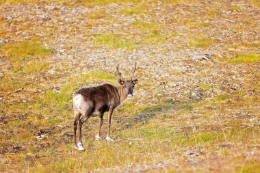 Aile, arabayla Kuzey Burnu 'nu gezmek, küçük köyleri ziyaret etmek ve yaz tatilinde Nordkapp' ta doğanın tadını çıkarmak.