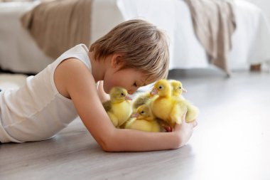 Mutlu güzel çocuk, çocuk, küçük güzel ördek yavruları ya da kazlarla oynuyor, sevimli tüylü sarı hayvan kuşları