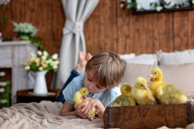 Mutlu güzel çocuk, çocuk, küçük güzel ördek yavruları ya da kazlarla oynuyor, sevimli tüylü sarı hayvan kuşları