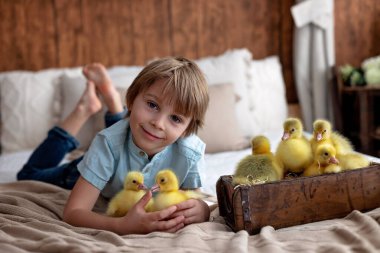 Mutlu güzel çocuk, çocuk, küçük güzel ördek yavruları ya da kazlarla oynuyor, sevimli tüylü sarı hayvan kuşları