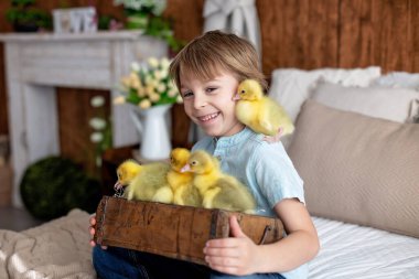 Mutlu güzel çocuk, çocuk, küçük güzel ördek yavruları ya da kazlarla oynuyor, sevimli tüylü sarı hayvan kuşları