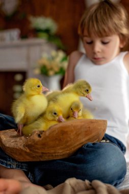 Mutlu güzel çocuk, çocuk, küçük güzel ördek yavruları ya da kazlarla oynuyor, sevimli tüylü sarı hayvan kuşları