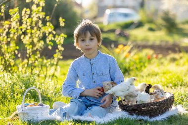 Sevimli küçük sarışın çocuk, küçük çocuk, parkta küçük piliçlerle oynuyor, yavru civcivler ve çocuk ilkbaharda, açık havada