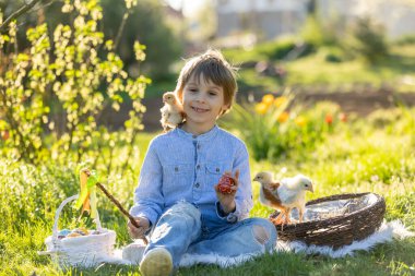 Sevimli küçük sarışın çocuk, küçük çocuk, parkta küçük piliçlerle oynuyor, yavru civcivler ve çocuk ilkbaharda, açık havada