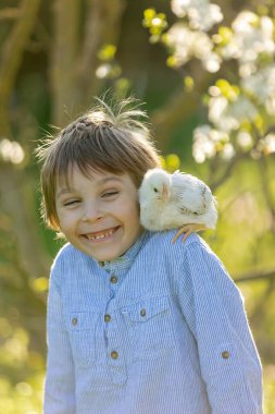 Sevimli küçük sarışın çocuk, küçük çocuk, parkta küçük piliçlerle oynuyor, yavru civcivler ve çocuk ilkbaharda, açık havada