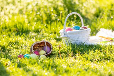 Sevimli küçük sarışın çocuk, küçük çocuk, parkta küçük piliçlerle oynuyor, yavru civcivler ve çocuk ilkbaharda, açık havada