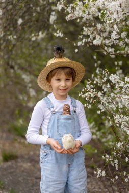 Sevimli küçük sarışın çocuk, küçük çocuk, parkta küçük piliçlerle oynuyor, yavru civcivler ve çocuk baharda dışarıda.