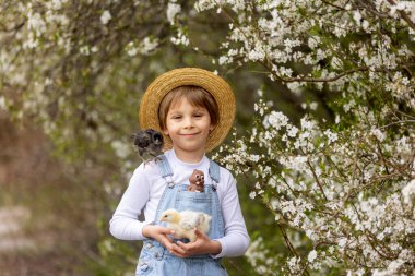 Sevimli küçük sarışın çocuk, küçük çocuk, parkta küçük piliçlerle oynuyor, yavru civcivler ve çocuk baharda dışarıda.