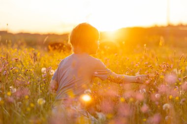 Güzel çocuk, tarlada yabani çiçekler toplayıp koyunları besliyor. Vahşi çiçeklerle dolu bir tarlada tatlı sarışın çocuk otlarla koyunları besliyor, güzel bir bahar günü.