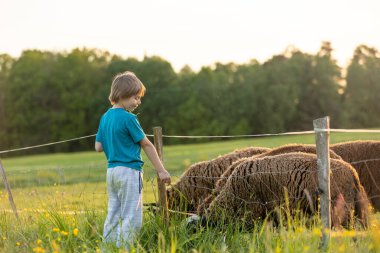 Güzel çocuk, tarlada yabani çiçekler toplayıp koyunları besliyor. Vahşi çiçeklerle dolu bir tarlada tatlı sarışın çocuk otlarla koyunları besliyor, güzel bir bahar günü.