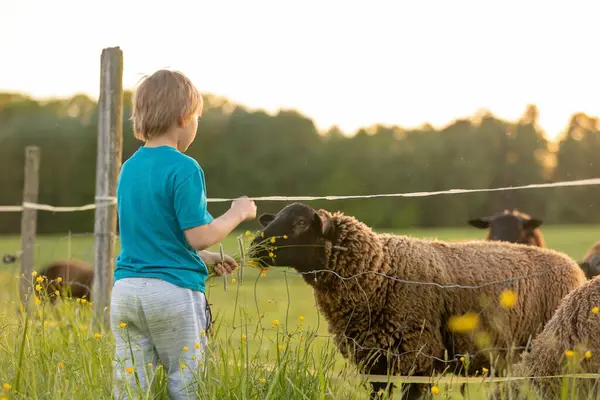 Güzel çocuk, tarlada yabani çiçekler toplayıp koyunları besliyor. Vahşi çiçeklerle dolu bir tarlada tatlı sarışın çocuk otlarla koyunları besliyor, güzel bir bahar günü.