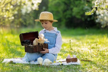 Sevimli küçük sarışın çocuk, küçük çocuk, parkta küçük piliçlerle oynuyor, yavru civcivler ve çocuk baharda dışarıda.