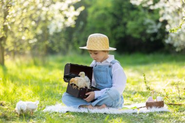 Sevimli küçük sarışın çocuk, küçük çocuk, parkta küçük piliçlerle oynuyor, yavru civcivler ve çocuk baharda dışarıda.