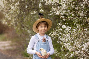 Sevimli küçük sarışın çocuk, küçük çocuk, parkta küçük piliçlerle oynuyor, yavru civcivler ve çocuk baharda dışarıda.