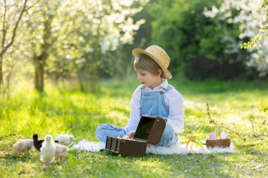 Sevimli küçük sarışın çocuk, küçük çocuk, parkta küçük piliçlerle oynuyor, yavru civcivler ve çocuk baharda dışarıda.
