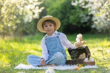 Sevimli küçük sarışın çocuk, küçük çocuk, parkta küçük piliçlerle oynuyor, yavru civcivler ve çocuk baharda dışarıda.