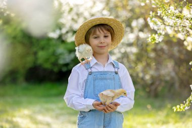 Sevimli küçük sarışın çocuk, küçük çocuk, parkta küçük piliçlerle oynuyor, yavru civcivler ve çocuk baharda dışarıda.