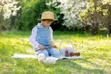 Sevimli küçük sarışın çocuk, küçük çocuk, parkta küçük piliçlerle oynuyor, yavru civcivler ve çocuk baharda dışarıda.