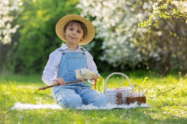Sevimli küçük sarışın çocuk, küçük çocuk, parkta küçük piliçlerle oynuyor, yavru civcivler ve çocuk baharda dışarıda.
