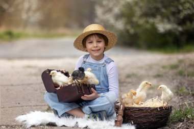 Sevimli küçük sarışın çocuk, küçük çocuk, parkta küçük piliçlerle oynuyor, yavru civcivler ve çocuk baharda dışarıda.