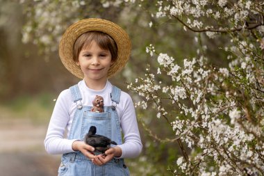 Sevimli küçük sarışın çocuk, küçük çocuk, parkta küçük piliçlerle oynuyor, yavru civcivler ve çocuk baharda dışarıda.