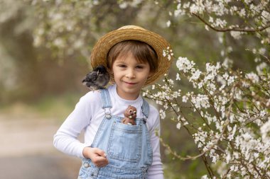 Sevimli küçük sarışın çocuk, küçük çocuk, parkta küçük piliçlerle oynuyor, yavru civcivler ve çocuk baharda dışarıda.