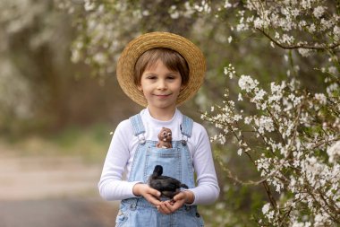 Sevimli küçük sarışın çocuk, küçük çocuk, parkta küçük piliçlerle oynuyor, yavru civcivler ve çocuk baharda dışarıda.