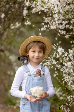 Sevimli küçük sarışın çocuk, küçük çocuk, parkta küçük piliçlerle oynuyor, yavru civcivler ve çocuk baharda dışarıda.