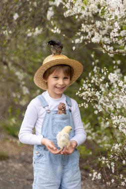 Sevimli küçük sarışın çocuk, küçük çocuk, parkta küçük piliçlerle oynuyor, yavru civcivler ve çocuk baharda dışarıda.