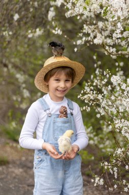 Sevimli küçük sarışın çocuk, küçük çocuk, parkta küçük piliçlerle oynuyor, yavru civcivler ve çocuk baharda dışarıda.