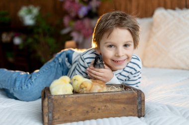 Sevimli küçük sarışın çocuk, küçük çocuk, evde küçük piliçlerle oynuyor, bebek piliçler ve çocuk birlikte.