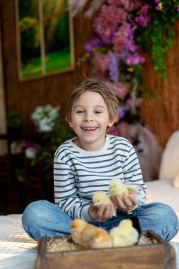 Sevimli küçük sarışın çocuk, küçük çocuk, evde küçük piliçlerle oynuyor, bebek piliçler ve çocuk birlikte.