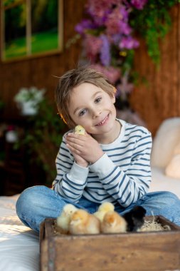 Sevimli küçük sarışın çocuk, küçük çocuk, evde küçük piliçlerle oynuyor, bebek piliçler ve çocuk birlikte.