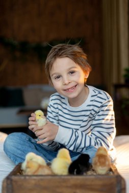 Sevimli küçük sarışın çocuk, küçük çocuk, evde küçük piliçlerle oynuyor, bebek piliçler ve çocuk birlikte.