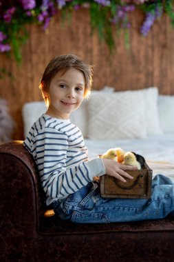 Sevimli küçük sarışın çocuk, küçük çocuk, evde küçük piliçlerle oynuyor, bebek piliçler ve çocuk birlikte.