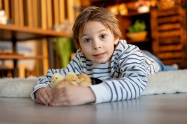 Sevimli küçük sarışın çocuk, küçük çocuk, evde küçük piliçlerle oynuyor, bebek piliçler ve çocuk birlikte.