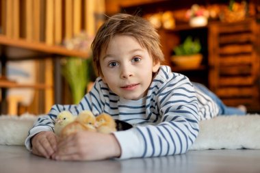 Sevimli küçük sarışın çocuk, küçük çocuk, evde küçük piliçlerle oynuyor, bebek piliçler ve çocuk birlikte.