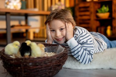 Sevimli küçük sarışın çocuk, küçük çocuk, evde küçük piliçlerle oynuyor, bebek piliçler ve çocuk birlikte.