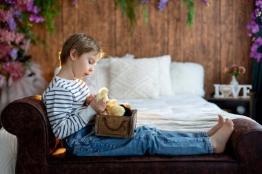 Sevimli küçük sarışın çocuk, küçük çocuk, evde küçük piliçlerle oynuyor, bebek piliçler ve çocuk birlikte.