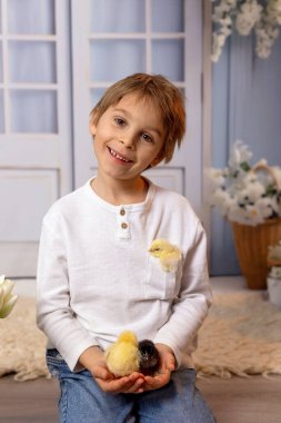 Sevimli küçük sarışın çocuk, küçük çocuk, evde küçük piliçlerle oynuyor, bebek piliçler ve çocuk birlikte.