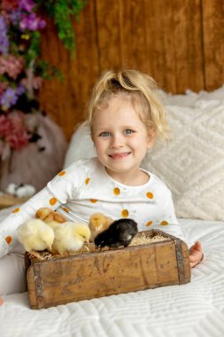 Sevimli küçük çocuklar, sarışın oğlan ve kız, evde küçük piliçlerle oynuyorlar, bebek piliçler ve çocuk