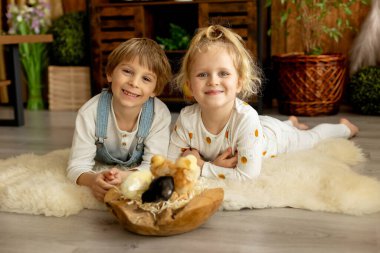 Sevimli küçük çocuklar, sarışın oğlan ve kız, evde küçük piliçlerle oynuyorlar, bebek piliçler ve çocuk