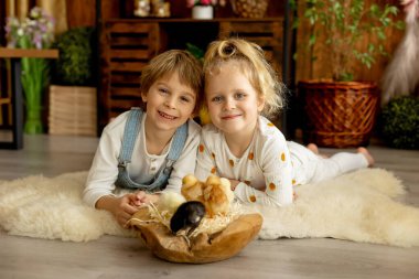 Sevimli küçük çocuklar, sarışın oğlan ve kız, evde küçük piliçlerle oynuyorlar, bebek piliçler ve çocuk