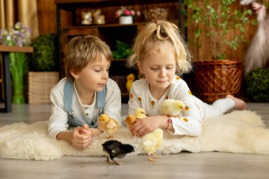 Sevimli küçük çocuklar, sarışın oğlan ve kız, evde küçük piliçlerle oynuyorlar, bebek piliçler ve çocuk
