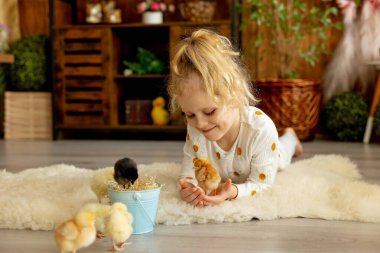 Sevimli küçük çocuklar, sarışın oğlan ve kız, evde küçük piliçlerle oynuyorlar, bebek piliçler ve çocuk