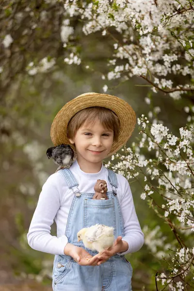 Sevimli küçük sarışın çocuk, küçük çocuk, parkta küçük piliçlerle oynuyor, yavru civcivler ve çocuk baharda dışarıda.