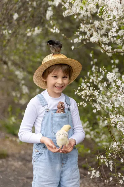 Sevimli küçük sarışın çocuk, küçük çocuk, parkta küçük piliçlerle oynuyor, yavru civcivler ve çocuk baharda dışarıda.