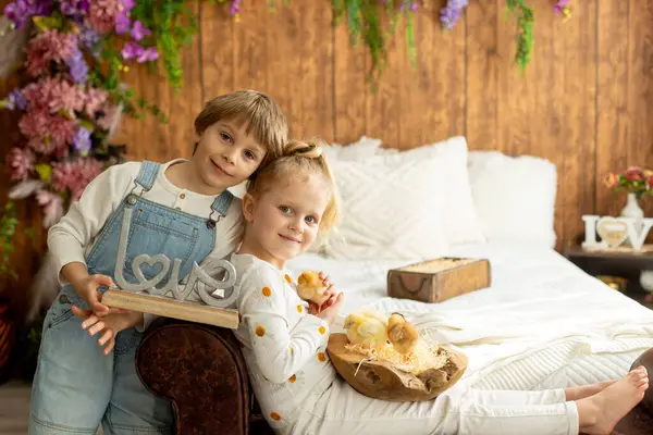 Sevimli küçük çocuklar, sarışın oğlan ve kız, evde küçük piliçlerle oynuyorlar, bebek piliçler ve çocuk